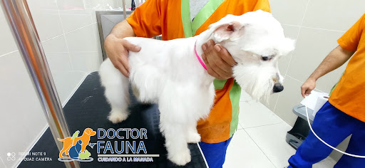 Doctor Fauna